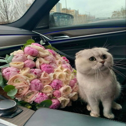 Son Hediyye